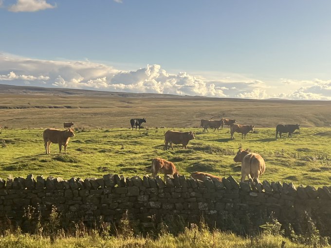 There are worse places to be stuck in traffic 😻 https://t.co/n4LYqwoPIu