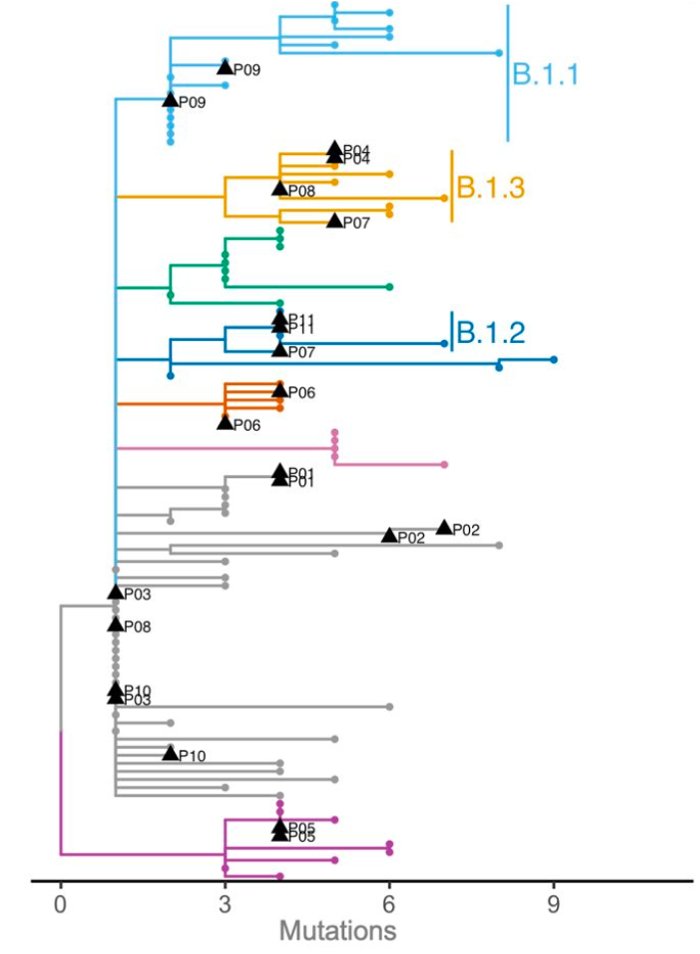 pavitrarc's tweet photo. We sequenced using a capture-based approach and deposited 109 high quality genomes to Genbank for #opendatasharing.
We see many identical genomes (hallmark of community spread), and multiple sub-lineages, likely distinct introductions.
3/ https://t.co/z5NbaagW4t