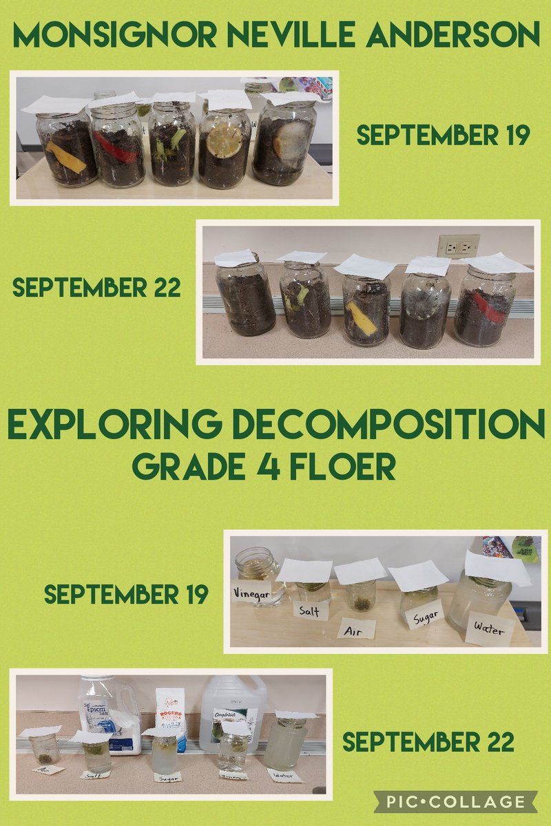 MNASchool's tweet photo. Grade 4 Floer are exploring #decomposition in #Grade4Science 
@CCSD_edu https://t.co/TxxtAa6PQK