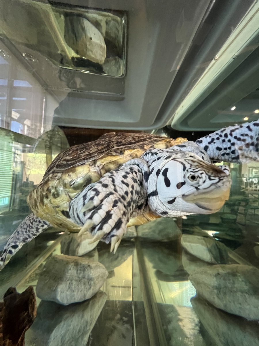 SLC CURB tweet media