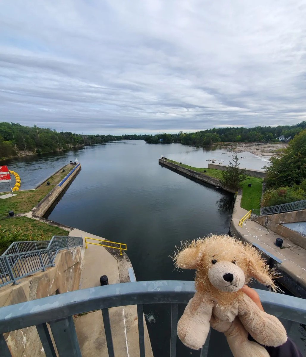 We saw this little friend by the name of Goldie giving a social media tour of the locks in Campbellford.  🐶
📍 Campbellford, ON
📸 @squatterandthegang

#DiscoverON #TSWTrailTowns
