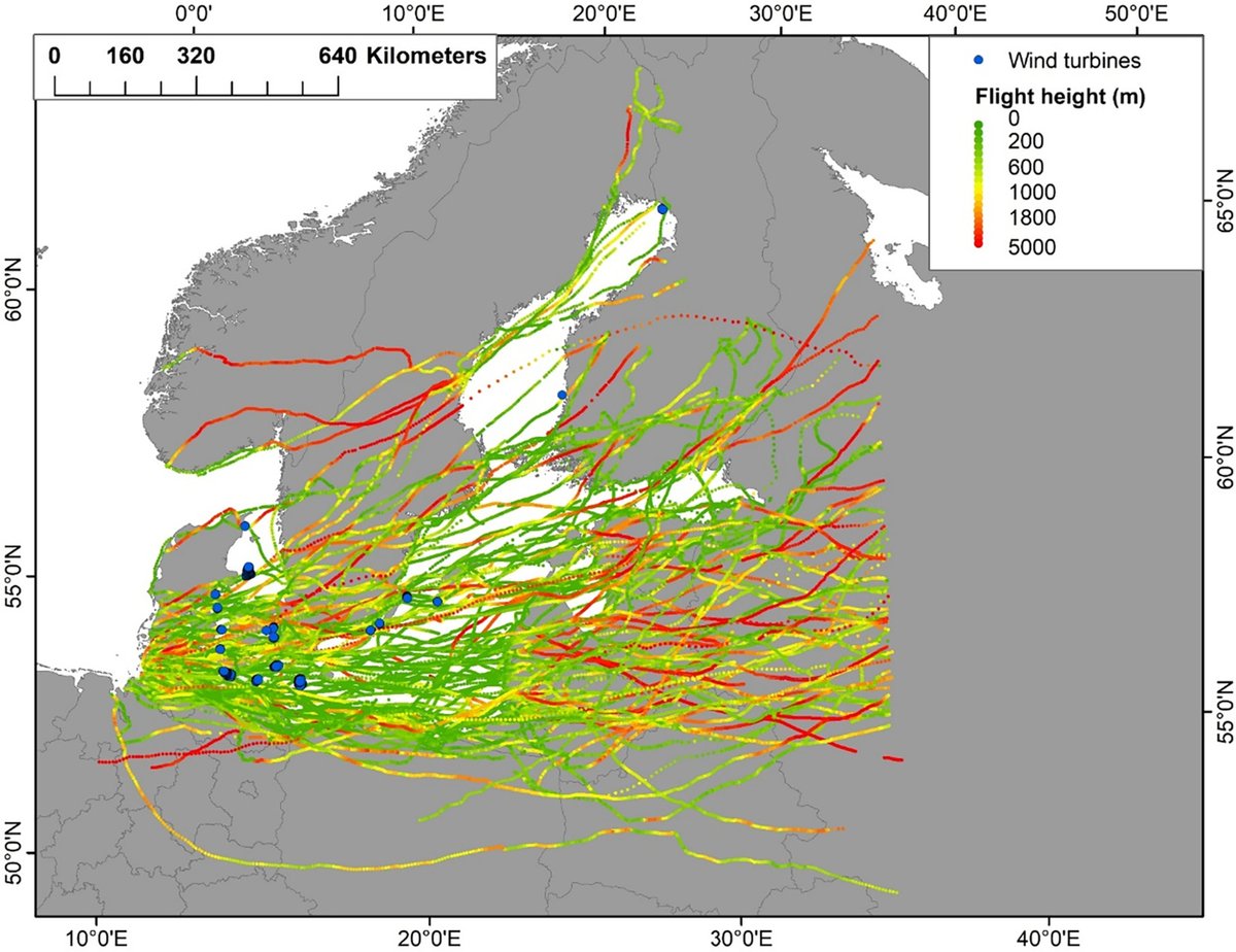 Assessing potential conflicts between offshore #windfarms and #migration patterns of a threatened shorebird species - #OpenAccess …lpublications.onlinelibrary.wiley.com/doi/full/10.11… @WileyEcolEvol