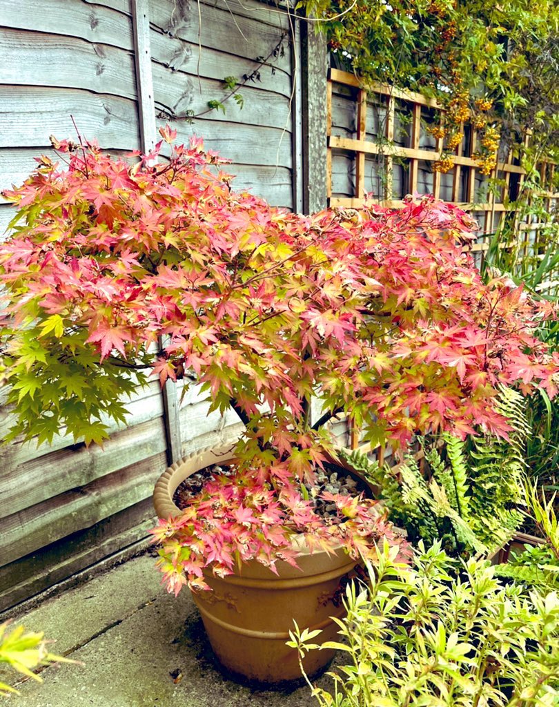 Acer “orange dream” looking super autumnal. Some other maples are still in their summer outfits… but change is coming! #gardening