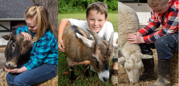 Cowboy Critters Petting Farm is this Sat, Sept 24, 9am-12pm! At market--6655 Delmar. For kids of all ages🐎🐐🦆🐖🐄🐏