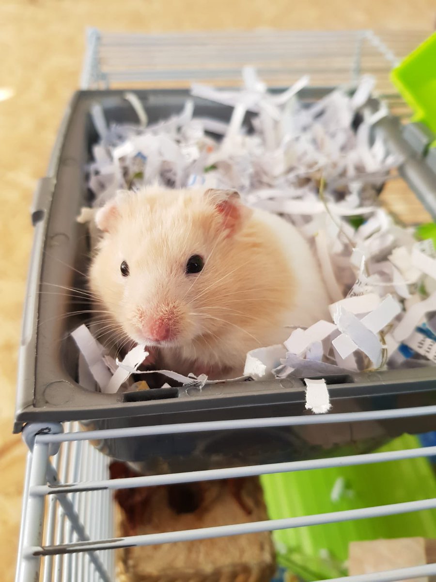Our lovely friend Almond went to the big wheel in the sky today, well over 2 years old. He had a life of treats, love and 8 hour runs on his wheel every night. We loved him loads, and hope he’s running his tail off in hamster heaven. Have fun Almond 🙂🥰🐹 #hamster
