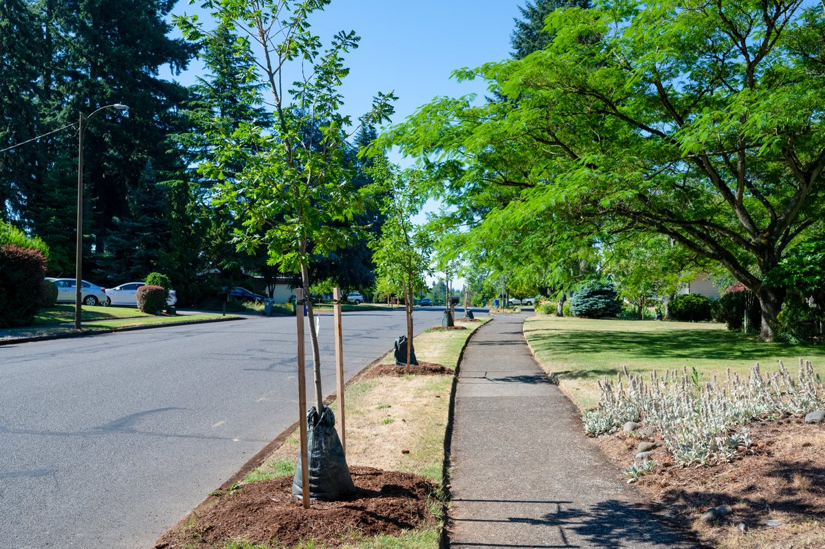 Urban tree programs have been getting more attention and funding recently as concerns for climate and human health and wellness grow tinyurl.com/52hfwhxb #treesarecool #trees #plant #preserve #protect #evergreen #cityofportland #portlandor #pnw #advocate #canopy #arborist