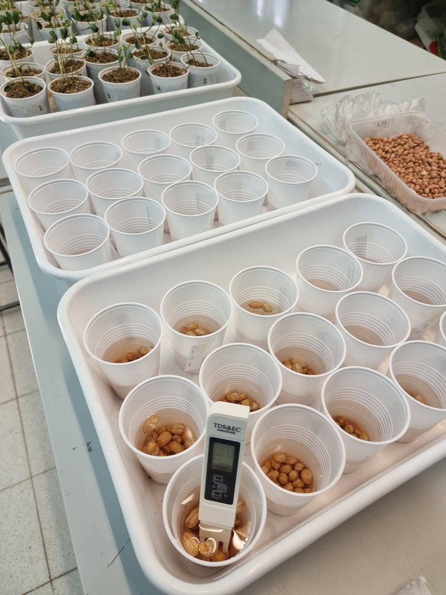 camilailla's tweet photo. Evaluación de conductividad eléctrica  🥜 https://t.co/5O6YIHvvKx