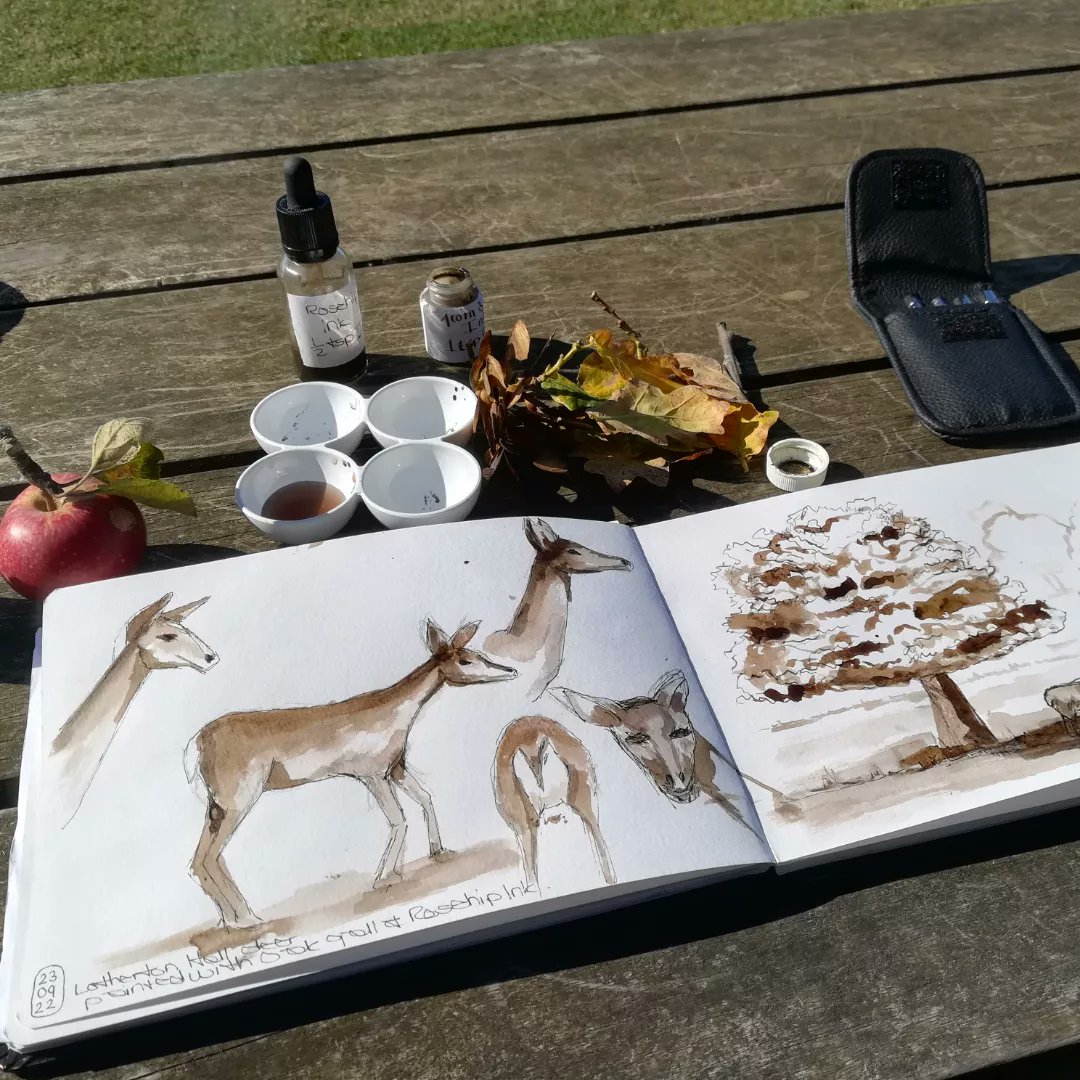 anghenn's tweet photo. Happy Autumn Equinox! I've been out sketching with Merlin. Capturing deer and Oak trees with my home made inks. Rose hip and Oak gall ink for our Mabon #seasonsketchers challenge.
#naturejournal #naturejournaling #botanicalink #oakgallink #natureartist #leedsartist https://t.co/9hc4ad5SmG