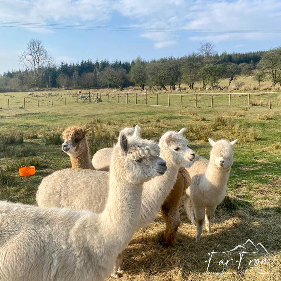 FarFromBrecon's tweet photo. Bring back the summer mornings ☀️
#farfromholidayretreat #hottublodge #rescueanimals #animalsanctuary #farmanimals #thereasonbehind #lovewhatwedo #meettheanimals #meetthefamily #loveouranimals #visitwales #cymru #cardiff #pembrokeshire #breconbeacons #glamping https://t.co/GCZ9JIPuoi
