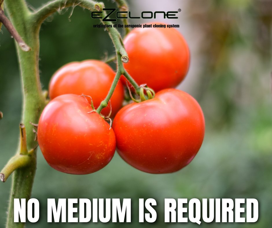ezclone's tweet photo. One of the primary reasons to aeroponically clone your plants is that it requires no “medium” to propagate successfully. What happens is that your cuttings propagate roots in mid-air, without using a growing medium. https://t.co/Nc3zgbfahg