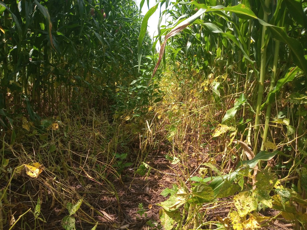 PlataforMas_Sur's tweet photo. La plataforma de investigación Villa Corzo, CHP válida alternativas para mejorar la productividad en sistemas de transición, bajar costos de producción, reducir impactos negativos al medio ambiente y mitigación de efectos del C. Climático @ACCIMMYT https://t.co/uMwLtzr1o7