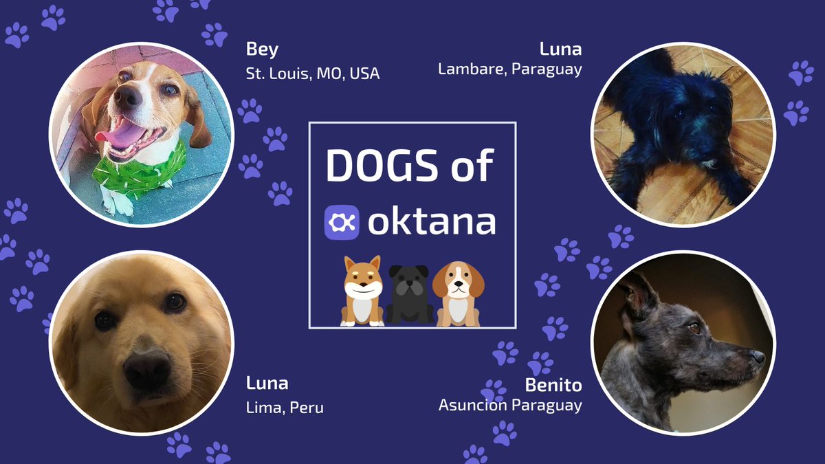 OktanaCorp's tweet photo. We love our furry co-workers! ๐โ ๐ฉ ๐โ๐ฆบ Which is why we're going to start posting weekly Oktana pet features to showcase the various pets belonging to our team. Check out this week's pack of cute pups...they deserve ALL the belly rubs! #oktana #dogs #employeepets https://t.co/ge9z2MDWT7