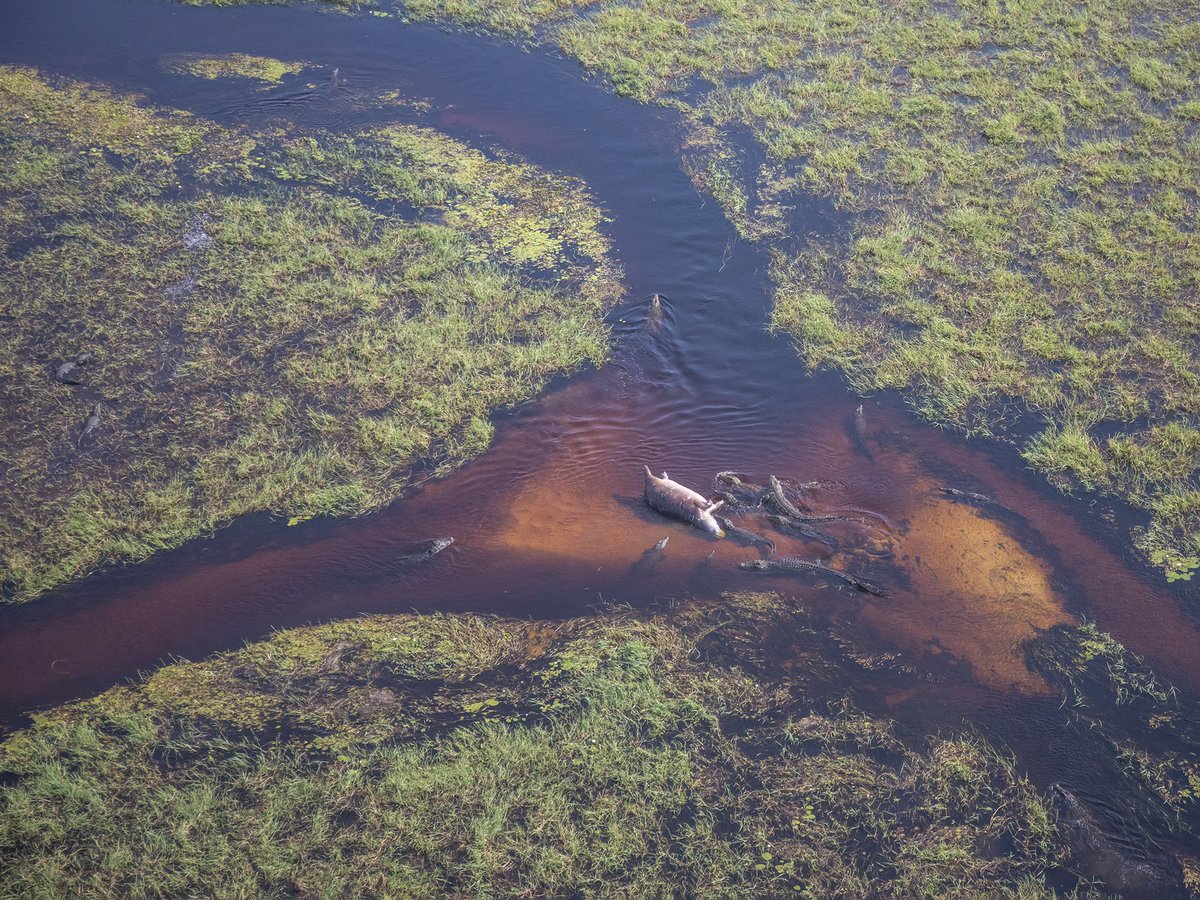 Thalefang Charles tweet media