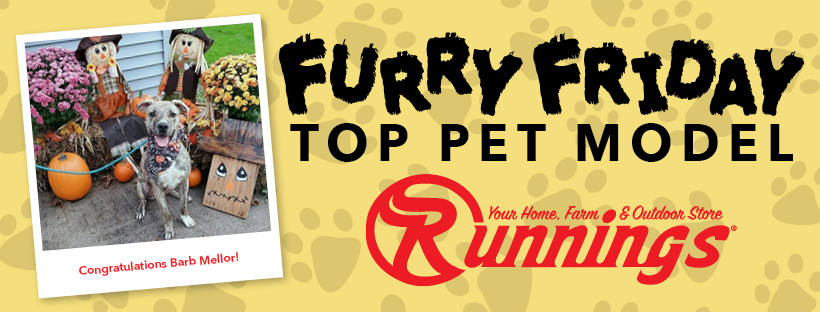 🪞 Who is the fairest pet of them all? 📷 Share pics of your pets and 1 will be selected as the winner of 🐾🐾 Runnings Furry Friday Pet Contest. Winner announced Saturday. 

#Runnings #Runningsstores #ShopRunnings #cows #calves #calf #FurryFriday #Petcontest