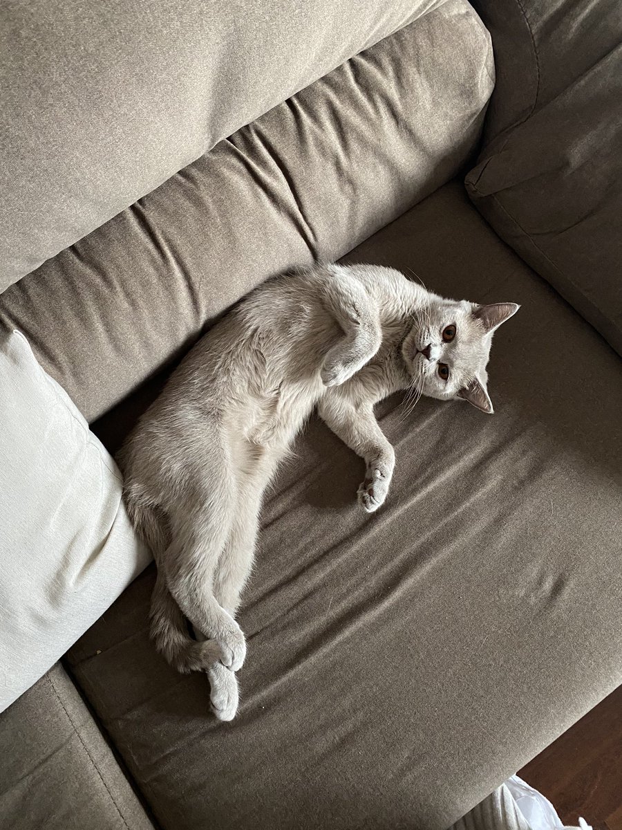 Paulaggg7's tweet photo. quiero llevar la vida de mi gata🥲 https://t.co/Ynw6HLHyEi