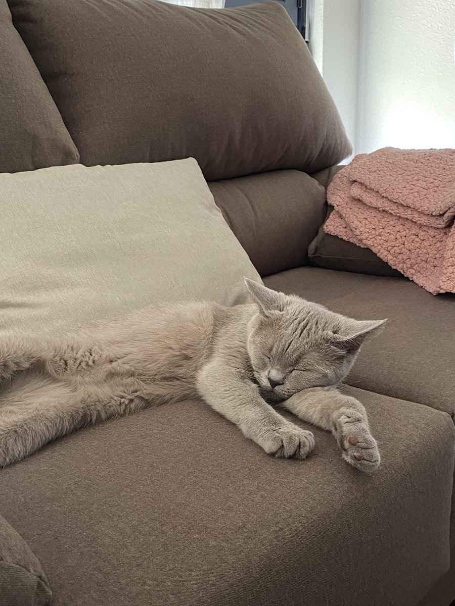 Paulaggg7's tweet photo. quiero llevar la vida de mi gata🥲 https://t.co/Ynw6HLHyEi