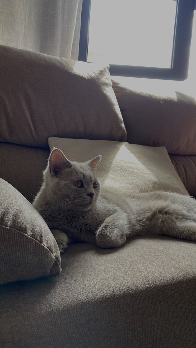 Paulaggg7's tweet photo. quiero llevar la vida de mi gata🥲 https://t.co/Ynw6HLHyEi