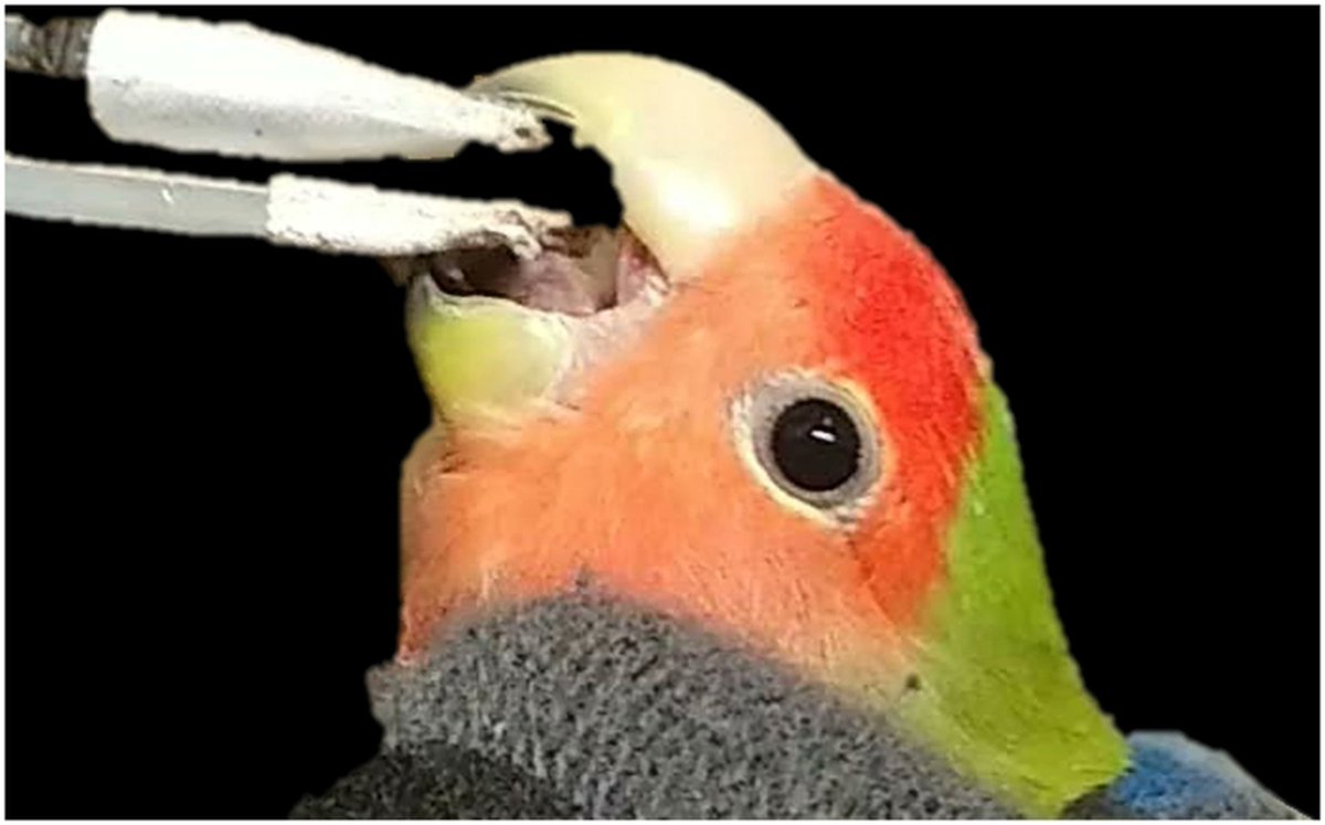 In vivo #biteforce in lovebirds and their relative biting performance among #birds - read the paper for FREE via …lpublications.onlinelibrary.wiley.com/share/J3PZGZYX… @WileyEcolEvol