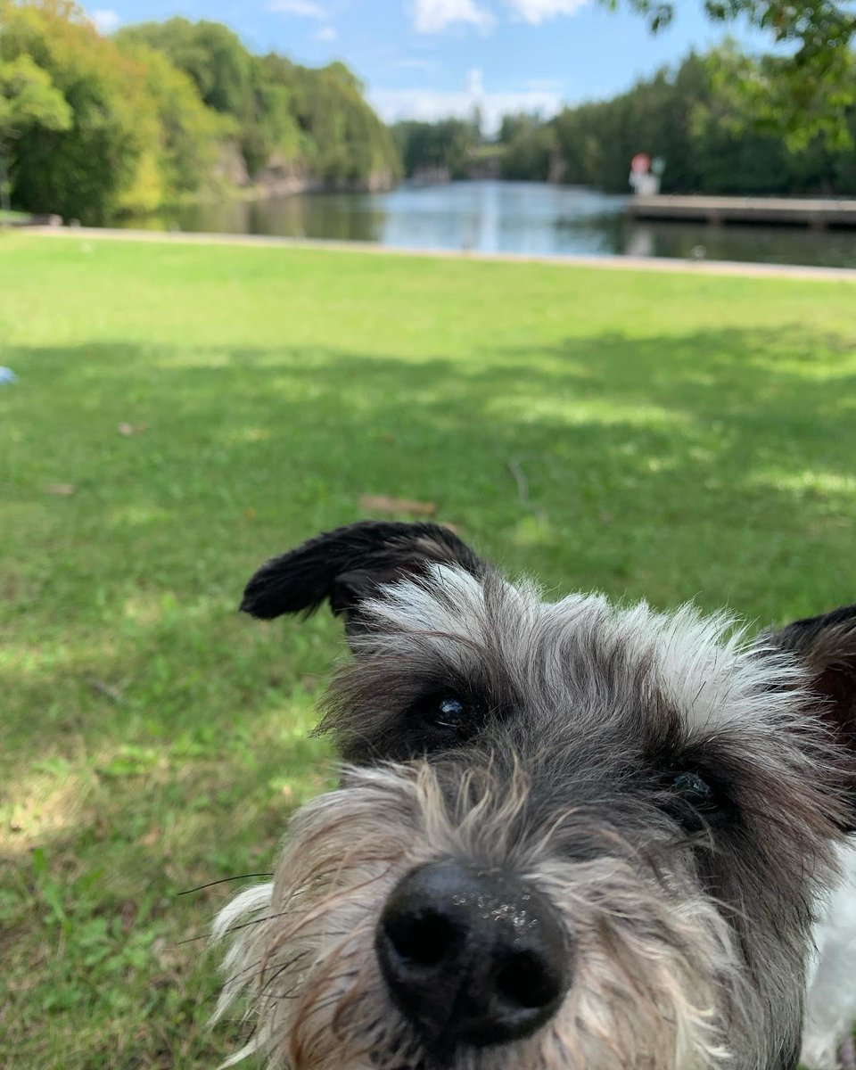 Pooches love exploring #TSWTrailTowns just like this schnoodle! 🐶🐕

The #TSWTrailTowns welcome you and your furry friends so come explore!

📸 <a href="/domino0411/">ロド</a> 

Follow this link to learn more: tswtrailtowns.ca

#TSWTrailTowns #DiscoverON