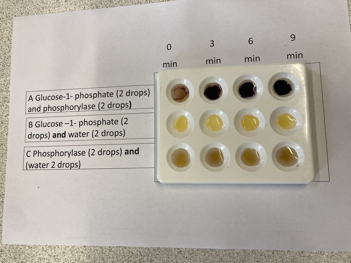 MsMatthewBio's tweet image. Friday highlights are back! Great work by N5 biologists who synthesised starch after extracting their own phosphorylase enzymes from potatoes. Huge well done to S3 biologists who practiced writing keys using haribos! A brilliant end to the week 😁