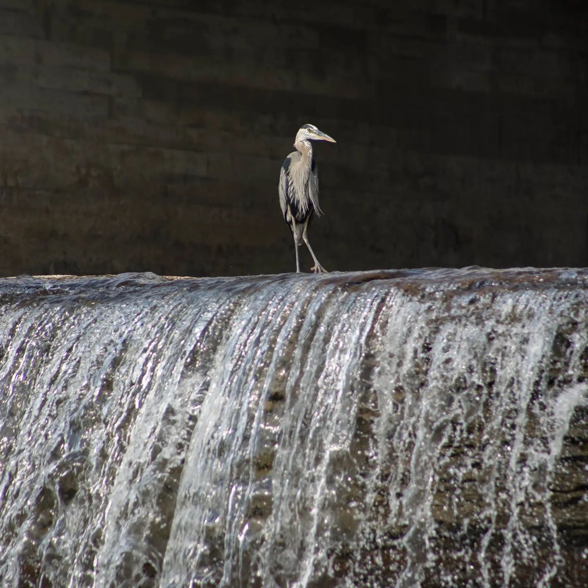 Wildlife and nature are abundant in and around the #TSWTrailTowns. 

📍 Fenelon Falls
📸 @rjsbirdphotography 
 
To learn more about the #TSWTrailTowns follow this link: tswtrailtowns.ca
 
#TSWTrailTowns #DiscoverON @ExploreKL #FenelonFalls
