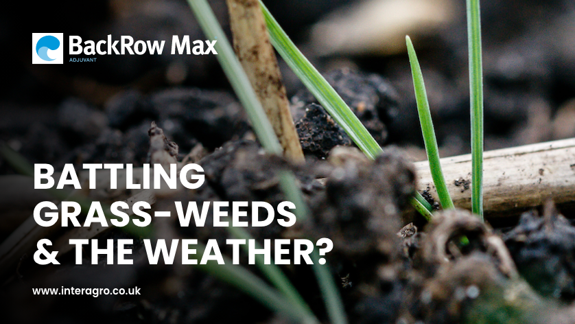 NichinoUK's tweet image. Suboptimal weather conditions continue to weaken residual #herbicide performance &amp;amp; risk crop/groundwater safety - keeping problem weeds at bay can feel like a never-ending battle🤕

Adding #BackrowMax is the #1 thing you can do to⬆️efficacy/protect safety bit.ly/3C5W0aF
