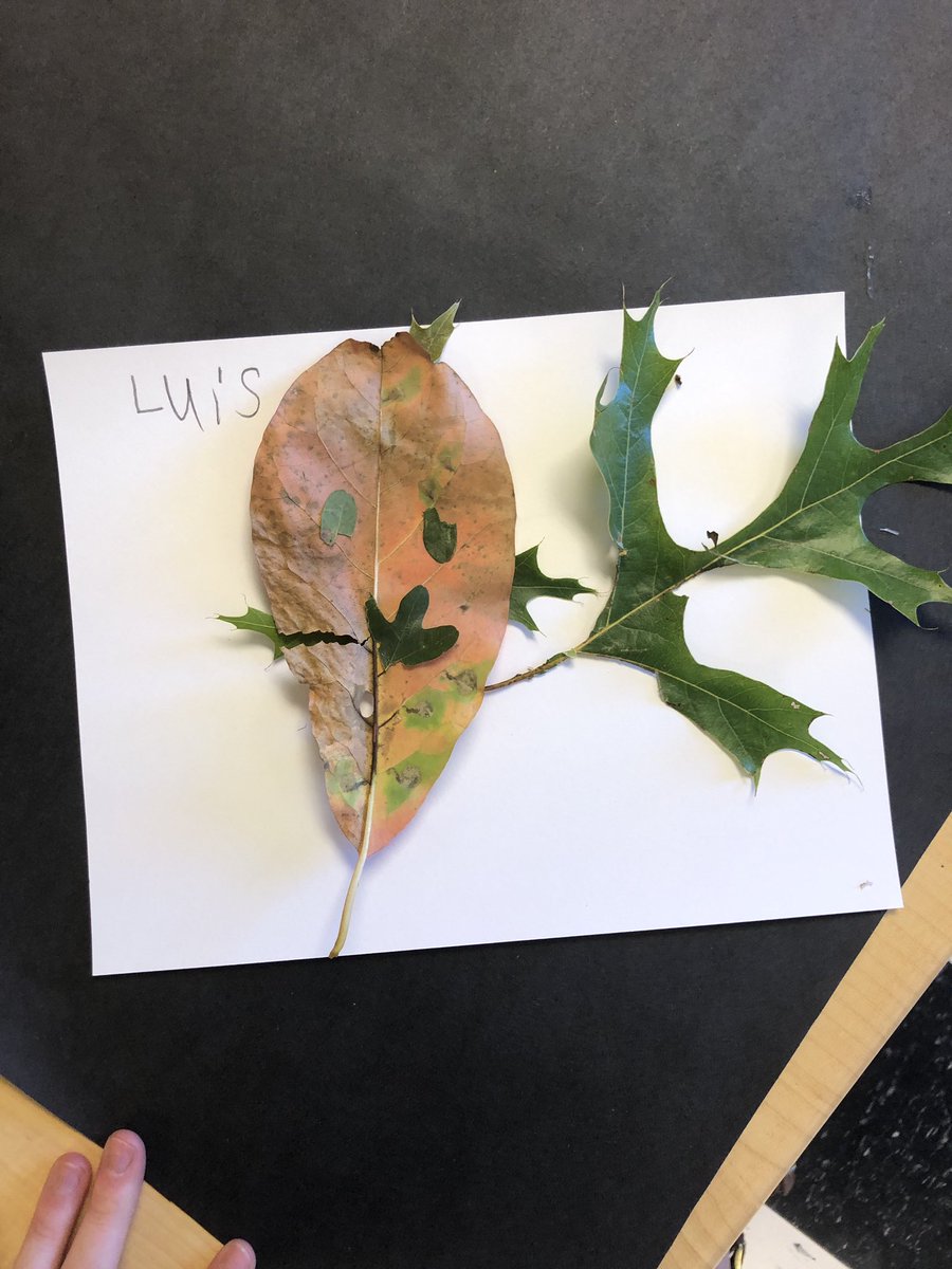 This week during intersession 2nd graders read fiction and nonfiction texts about plant and animal life cycles. Today we learned leaves change as part of a trees life cycle so we created art to show our learning with leaves! 🍂🍁