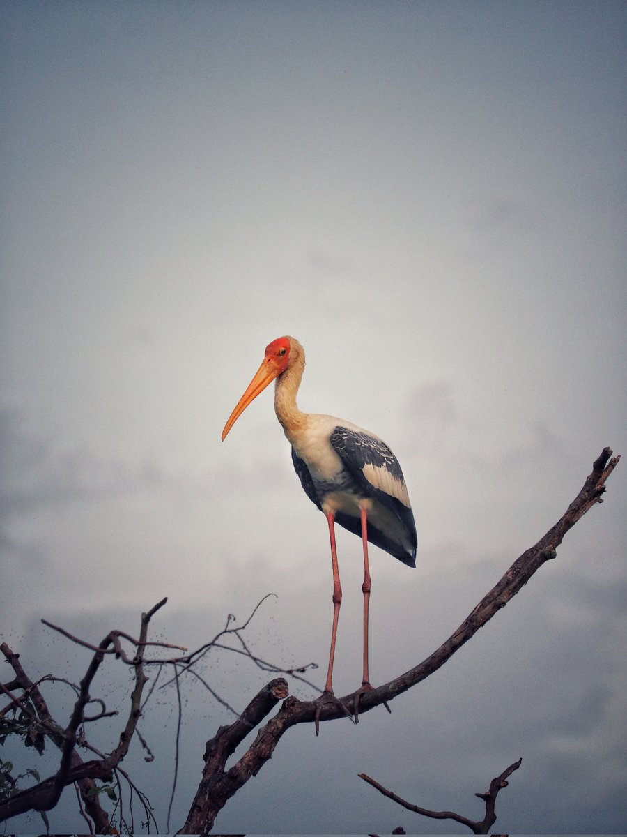 🐦 Painted Stork (Mycteria leucocephala)

Follow me on YouTube :
youtube.com/channel/UCBwDL…

#hulstramp

#paintedstork #kolewetlands #waterbirds #canon #capturedoncanon #phtography #videography #nature #wildlife #birds #travel #flowers #insects #macro #portrait