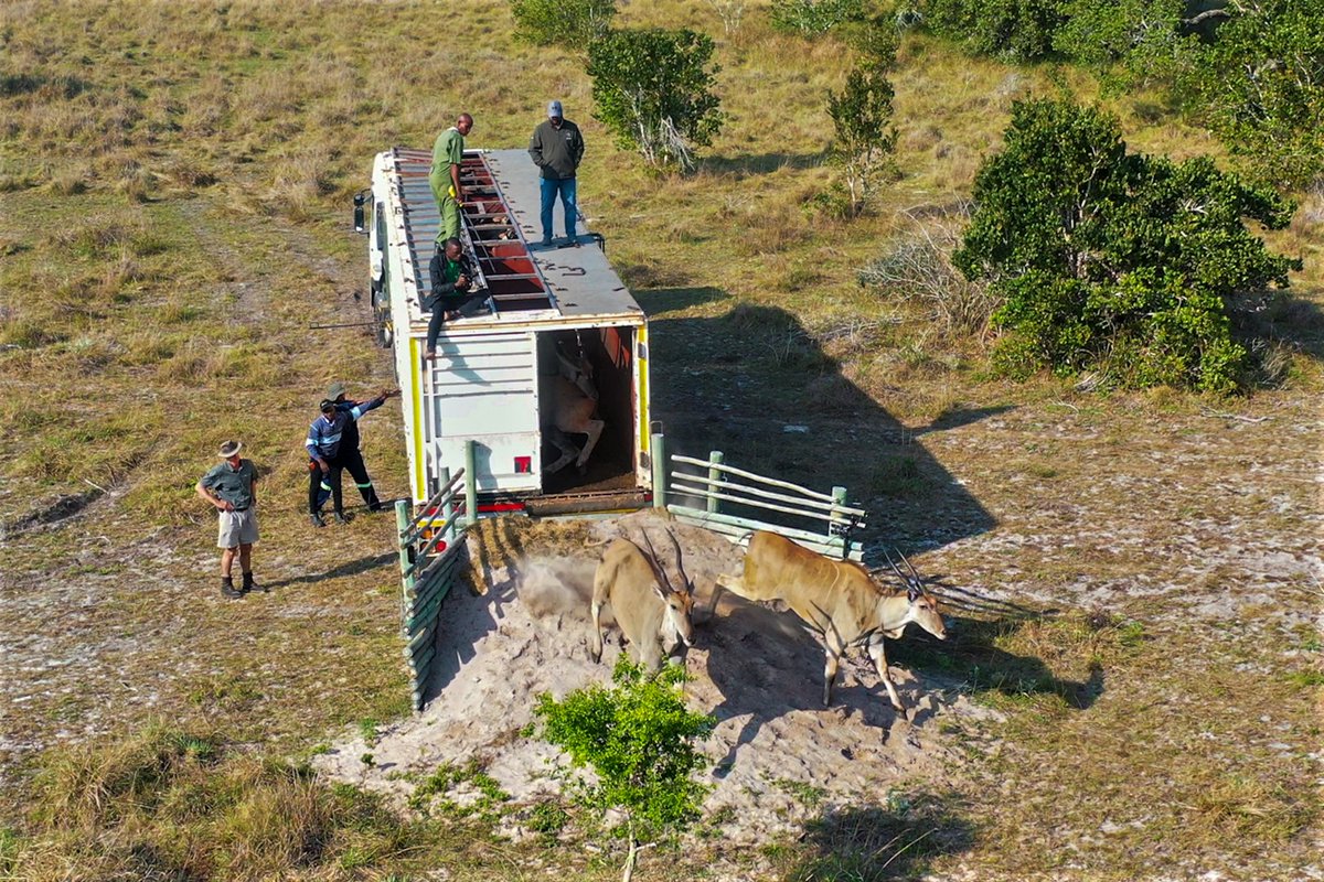 Peace_Parks's tweet photo. The thunderous arrival of 69 mighty eland brings a momentous boost to biodiversity and eco-tourism in Zinave National Park, Mozambique #zinavenationalpark #eland #rewilding #wildlife #conservation #translocation #peaceparks
https://t.co/peigITua8e https://t.co/kqwcA0RyFV