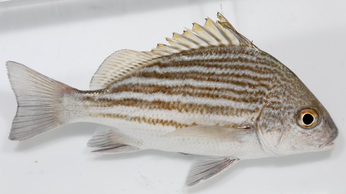 NicoJSmit1's tweet photo. Day 5 fish of the day at the @NWU_WRG Sodwana Marine Parasite expedition on the South African East Coast: the banded grunter, Pomadasys furcatus. @Bernd_AquatEcol @TruterMarliese @anja_erasmus20 @Anja_Vermaak @Linda_vd_Spuy @AdriJoubert5 #fishing4science https://t.co/95uC6iWnJH