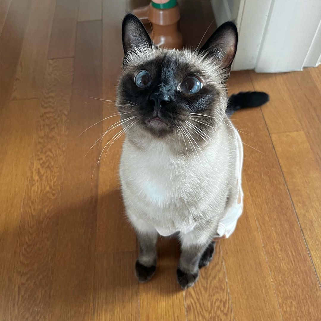 _siameselover_'s tweet photo. Pretending to be pretty with the cutest eyes.  🥰🥰 https://t.co/PyqDOZo9Bx