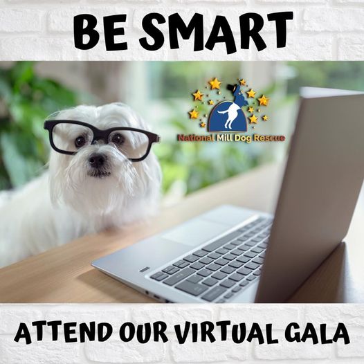 You can attend the biggest fundraiser of the year VIRTUALLY! For $25, you can watch the festivities LIVE, participate in our silent auction AND our live auction in real time! To register: bit.ly/NMDRGala2022 #AnimalLovers #DogsOnTwitter #HelpSaveALife #FridayVibes #RESCUE