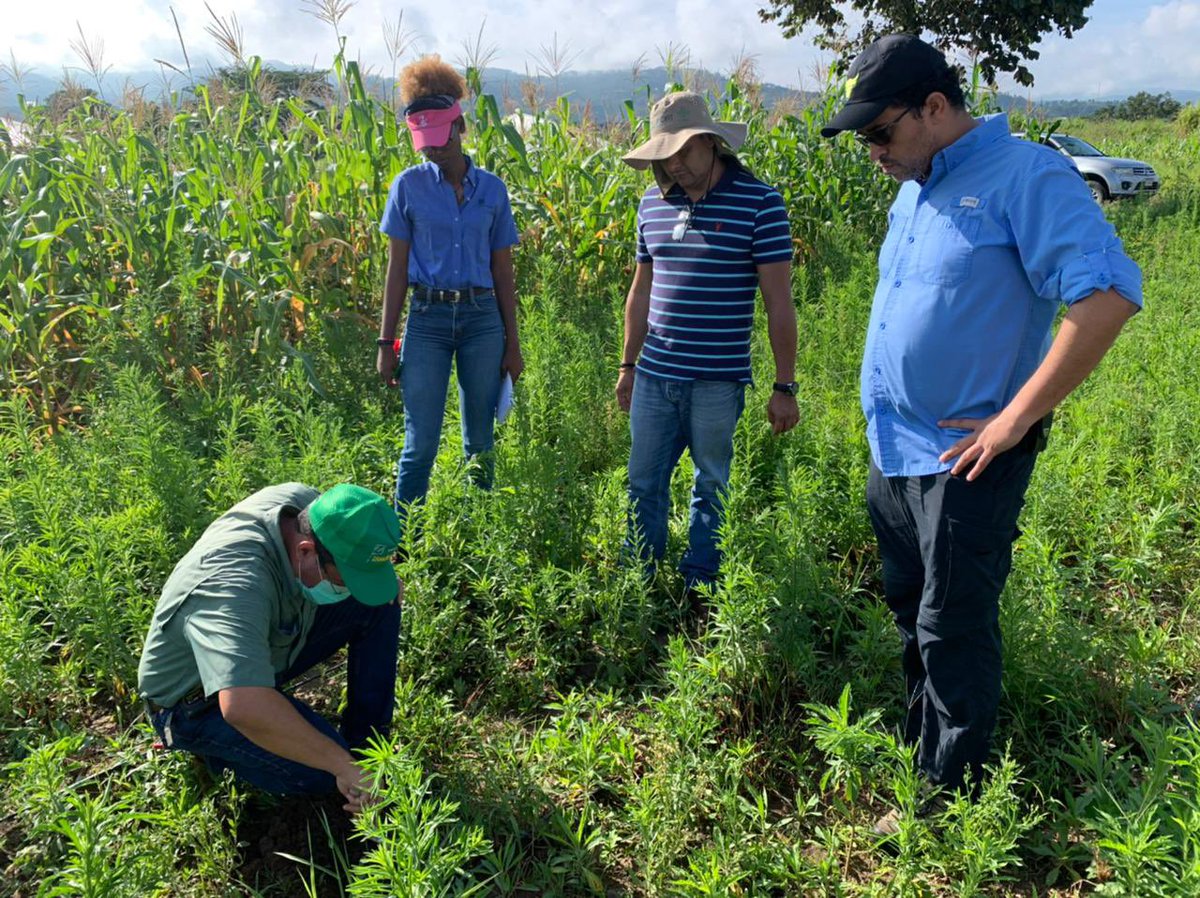 AgtechParaTodos's tweet photo. Los sensores de humedad de suelo de bajo costo del #ProyectoFontagro tras la primera colecta de información ya están brindando datos a los agricultores de Colombia, Honduras y Nicaragua. https://t.co/Ikqzqrgw5i