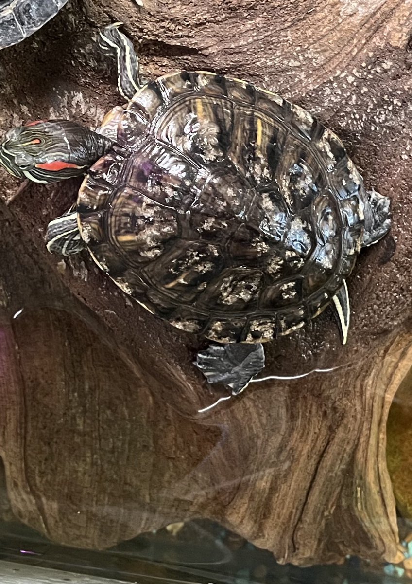 Tylermpriest's tweet photo. #NichollsEvolution @NichollsBiology Red-eared sliders have become one of the most invasive reptile species in several countries. Scientists have been researching why this species has become so adaptable and with the red-eared sliders shells being bigger millions of years ago they https://t.co/HWBeKFNJ4Y