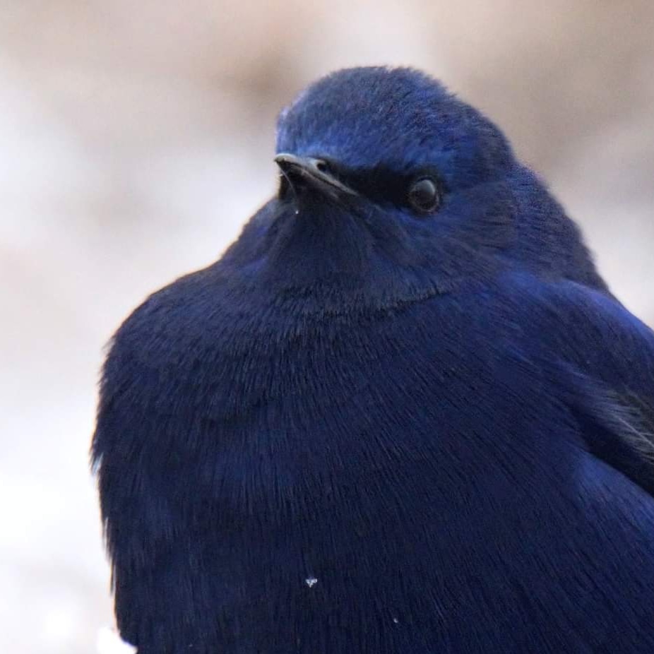 dbndsh's tweet photo. The Brilliant blue of Grandala bird! A blue gem from our part of Sikkim Himalayas!

https://t.co/23Ue3ns2L1 
@TourismSikkim @WWF @SayNoToPlastic3 https://t.co/gqb2Nlg7UL