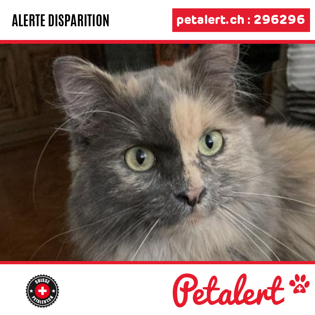petalert_suisse's tweet photo. Disparu #Chat #Valais #Riddes #Petalert  #PetAlertVS / https://t.co/hZ3cN0EC2g https://t.co/McpdBWeoVU