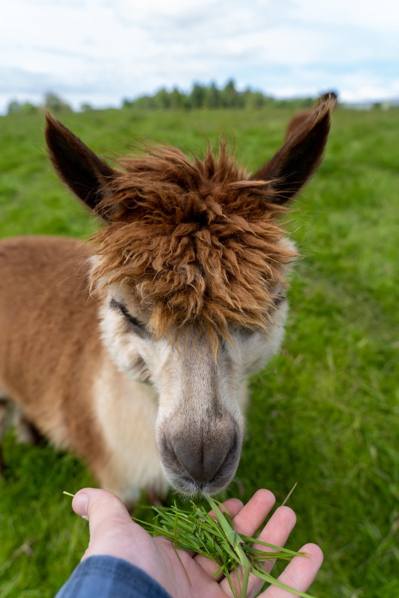 Squirrel: This is not snacks. This is grass. I already have grass. Why would I want more grass? What where you thinking? Leave this place and do not return.
Us: ...Sorry Squirrel.