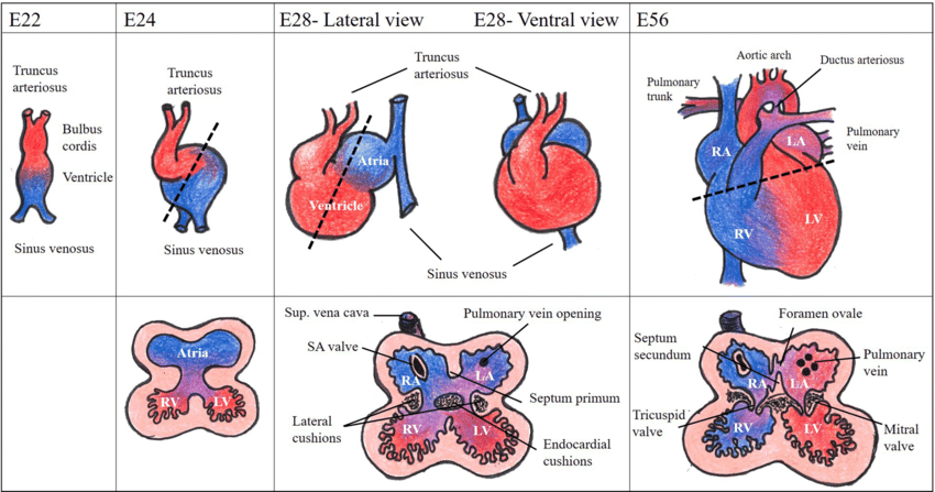 Depiction of embryonic human heart development from E22 to E56.