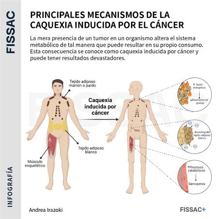 MVAitor's tweet photo. 4- El músculo esquelético, en cantidad, pero sobre todo en calidad, es la mejor defensa ante el progreso del cáncer. Cuidémoslos, estimulémoslo y mejorémoslo. Muévete mucho, haz ejercicio físico o entrena durante largo tiempo, y haz que tu músculo mueva peso.
 
Foto: Fissac. https://t.co/ZbWWvASnXK