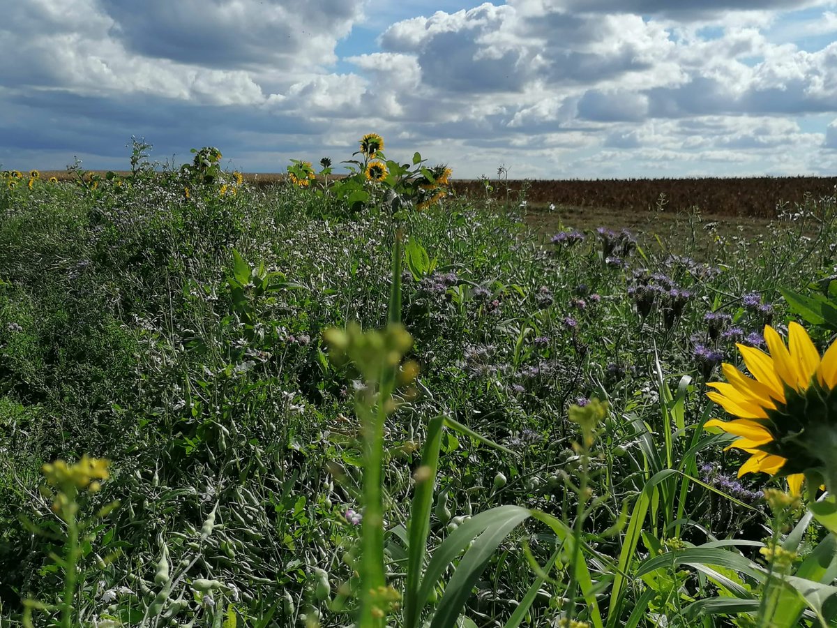 RBAbuzz's tweet photo. En plus de la floraison massive du lierre, les #intercultures offrent également des dernières ressources à floraison tardive pour soutenir les #pollinisateurs dans leur quête de nourriture, de refuge hivernal, et de préparation des réserves ! 🐝 https://t.co/VVWnCyxauP