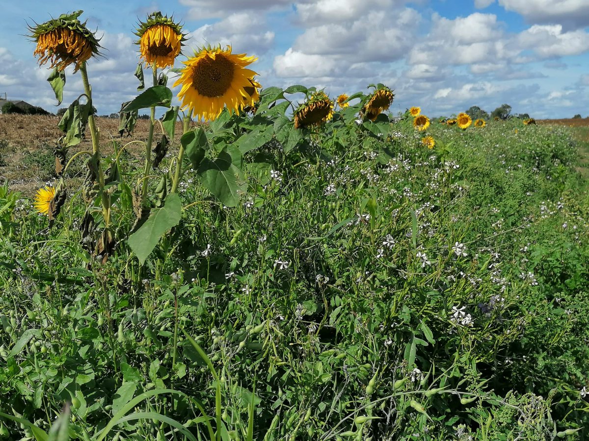 RBAbuzz's tweet photo. En plus de la floraison massive du lierre, les #intercultures offrent également des dernières ressources à floraison tardive pour soutenir les #pollinisateurs dans leur quête de nourriture, de refuge hivernal, et de préparation des réserves ! 🐝 https://t.co/VVWnCyxauP