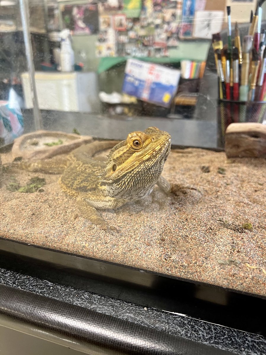 vikki_lange's tweet photo. Learning math today in Idaho with Liz from ⁦@CurriculumAssoc⁩ and a curious friend! https://t.co/5l6087jqLc