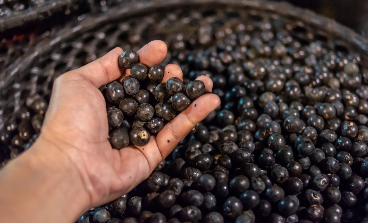 ExplrSuperfoods's tweet photo. Why açaí  is a superfood? Thanks to their high antioxidant content, açaí berries have many potential health benefits. They’re loaded with powerful plant compounds that act as antioxidants and could have benefits for your brain, heart and overall health. 💛 https://t.co/VRhNRWrV0A