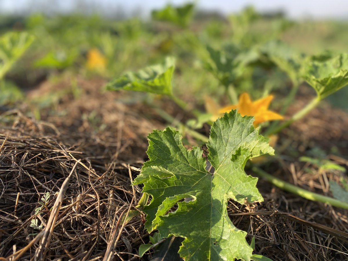 k_heritier250's tweet photo. We create and nurture opportunities to unleash the potential of working together well.
Wepush simply possible.
#AgriTech #Passion #farming @USAIDRwanda @RwandaAgriBoard @Wepushfarmer @AGRAAlliance #agricultureconsultancy @agricultureco @ryaf_agribiz https://t.co/VOiu35HfeW