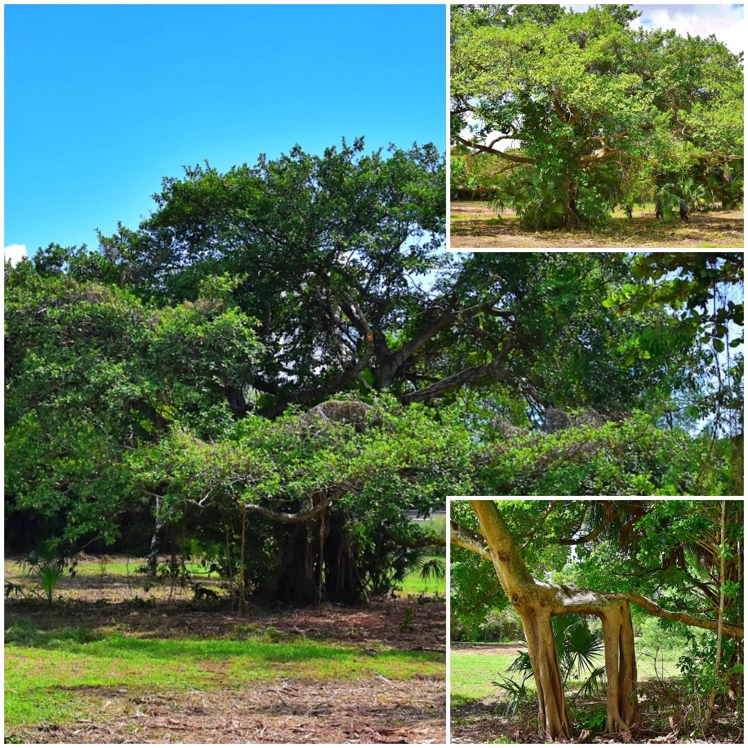 MyBocaParks's tweet photo. Why remove invasive vegetation at #OceanStrand? To enable the #BocaRaton community to better enjoy these awesome trees. #NaturalBeauties. It's good for the trees, too. https://t.co/dm1BuftGuH