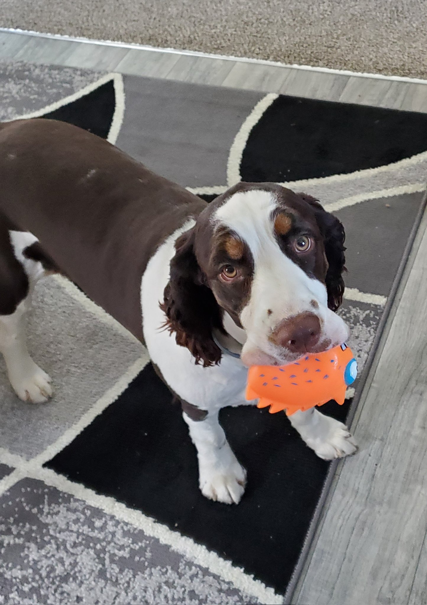 carlac-bird-on-twitter-squeak-squeak-squeak-squeak-https-t-co