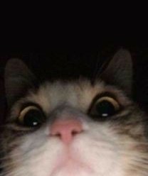 ´ (@catssoob) on Twitter photo 