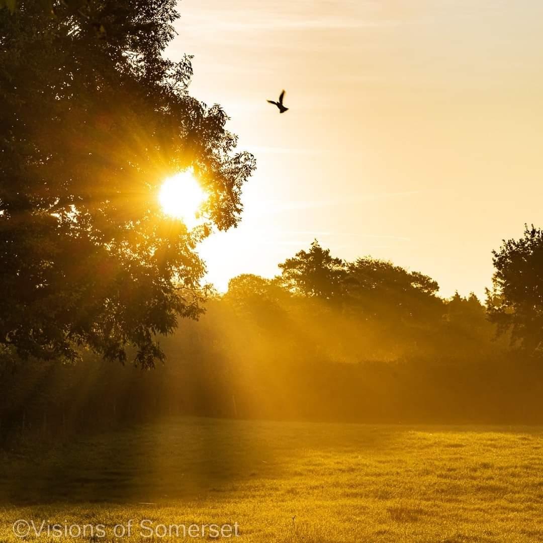 Glastomichelle's tweet photo. I love photographing mist. This bird happened to grace my scene. A few days ago at the bottom of Glastonbury Tor. https://t.co/8cfYexj6XH