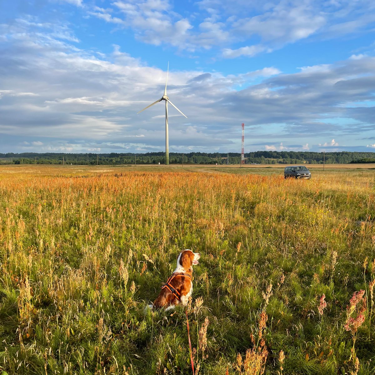 oliverlindecke's tweet photo. Young Celt also joined us for a bit! He got his 1st experience with searches for dead bats below wind turbines. All we can say for now is: he enjoyed getting up at sunrise way more than any of his two-legged companions. #labdogs #conservationdogs #CeltOffCampus https://t.co/PvkOKkup8x