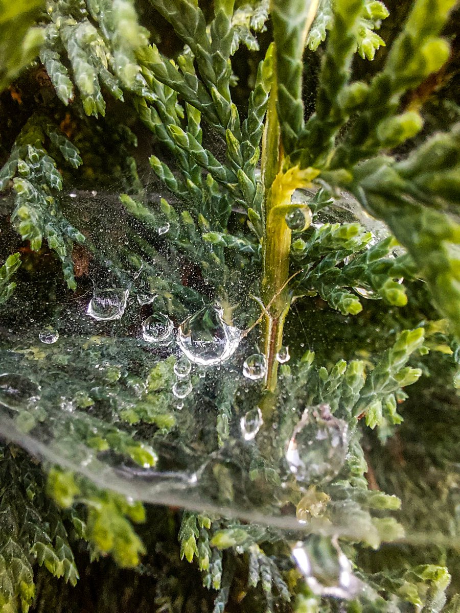 Mel_Navan's tweet photo. A Web. That's it. That's the tweet.
Pretty Web though...
(@PPeaksy #Caught #snared )
Like taking candy from a baby... ๐คฃ ๐ธ๐ท https://t.co/aXwDymm2F2